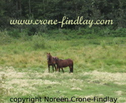 horses-1-qs horses-1-qs