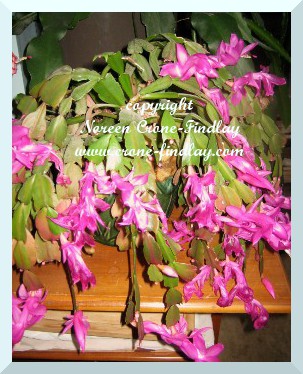 copyright Noreen Crone-Findlay