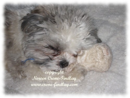 copyright Noreen Crone-Findlay www.crone-findlay.com